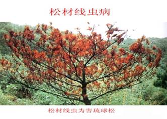 2026世界杯下注平台