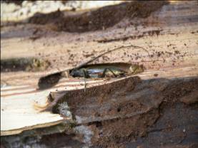 2026世界杯下注平台