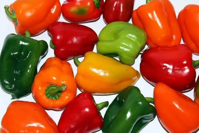 2026世界杯下注平台