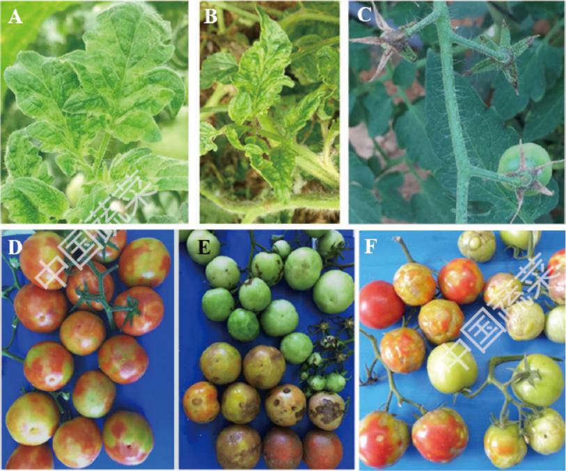 2026世界杯下注平台