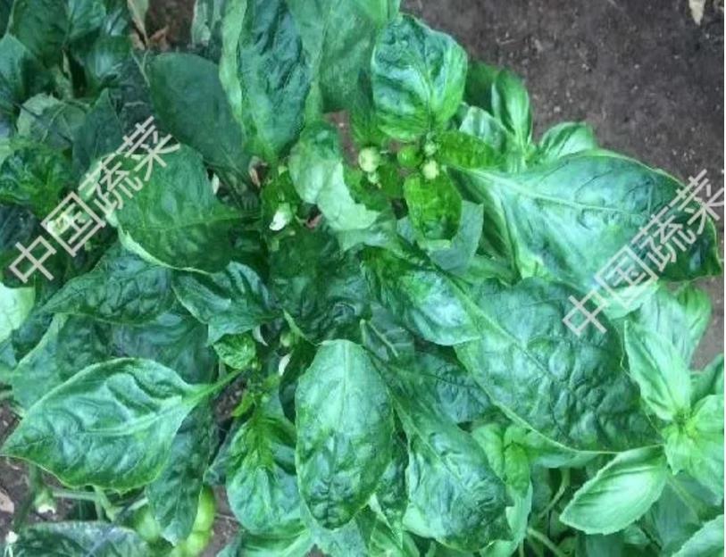 2026世界杯下注平台