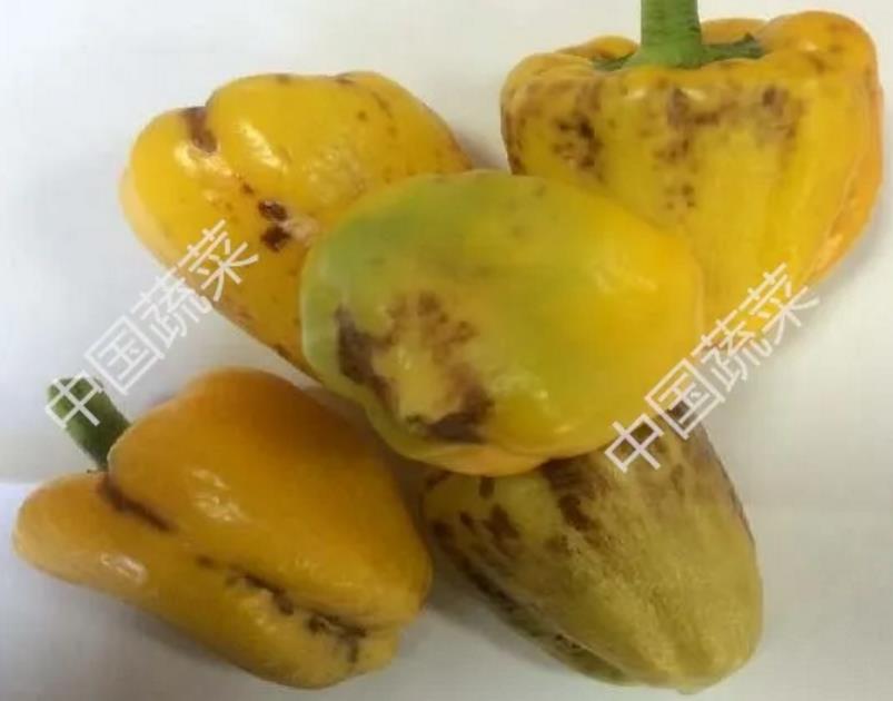 2026世界杯下注平台