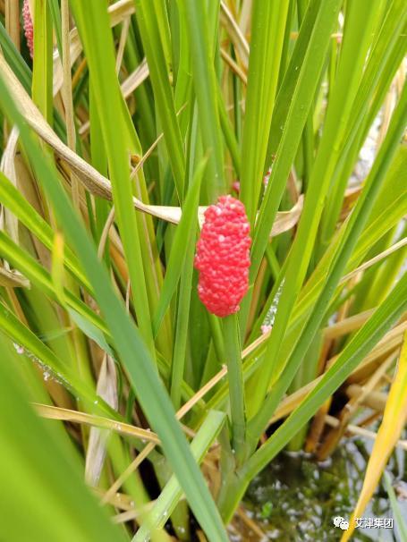 2026世界杯下注平台