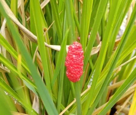 2026世界杯下注平台