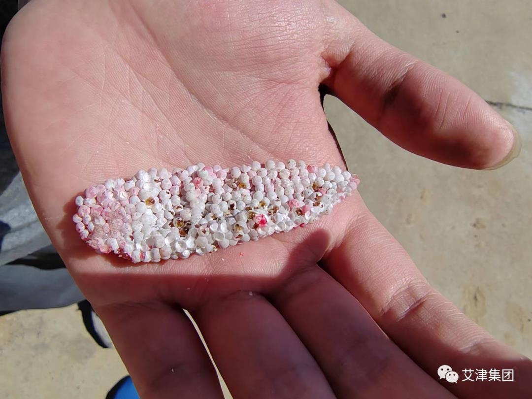 2026世界杯下注平台